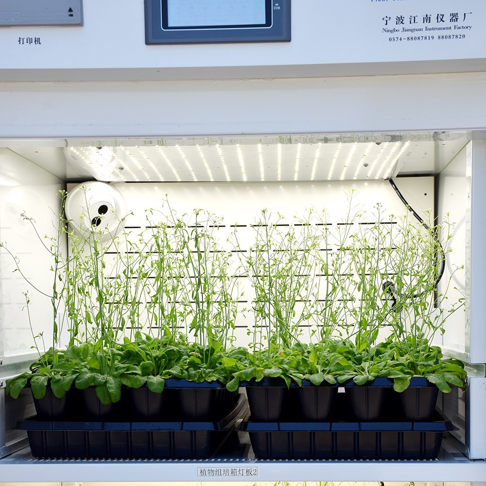 寧波江南儀器廠_人工氣候培養箱,光照培養箱,植物生長培養類箱體