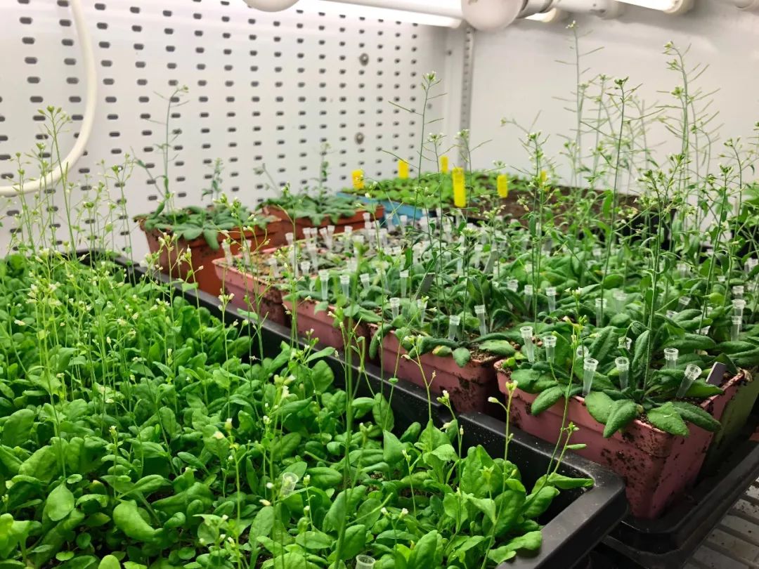 寧波江南儀器廠_人工氣候培養箱,光照培養箱,植物生長培養類箱體